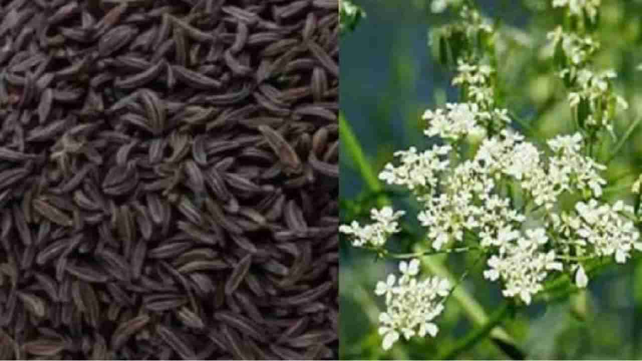 Black Cumin: ಕಪ್ಪು ಜೀರಿಗೆ ಸೇವನೆಯಿಂದ ದೇಹಕ್ಕಾಗುವ ಅದ್ಭುತ ಪ್ರಯೋಜನಗಳನ್ನು ತಿಳಿಯಿರಿ