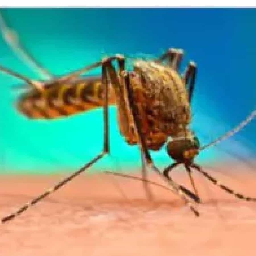 ಅಕ್ಟೋಬರ್ 26 ರವರೆಗೆ ದಾಖಲಾದ 1,238 ಪ್ರಕರಣಗಳು ಈ ವರ್ಷ ದಾಖಲಾದ ಒಟ್ಟು ಡೆಂಗ್ಯೂ ಪ್ರಕರಣಗಳ ಅರ್ಧಕ್ಕಿಂತ ಹೆಚ್ಚು ಎಂದು ಸುದ್ದಿ ಸಂಸ್ಥೆ ಪಿಟಿಐ ವರದಿ ಮಾಡಿದೆ.