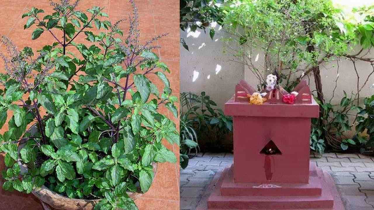 Tulsi Vivah 2022: ತುಳಸಿ ಮದುವೆ ಯಾವಾಗ? ಪೂಜಾ ಮುಹೂರ್ತ, ಶುಭ ಯೋಗ ಹಾಗೂ ಮಹತ್ವದ ಬಗ್ಗೆ ತಿಳಿಯಿರಿ Tulsi Vivah 2022: ತುಳಸಿ ಮದುವೆ ಯಾವಾಗ? ಪೂಜಾ ಮುಹೂರ್ತ, ಶುಭ ಯೋಗ ಹಾಗೂ ಮಹತ್ವದ ಬಗ್ಗೆ ತಿಳಿಯಿರಿ