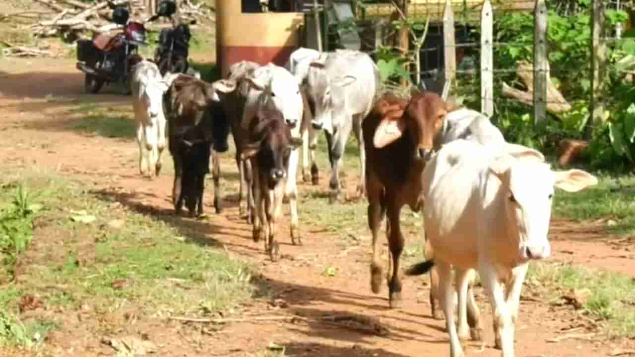 ಅಕಾಲಿಕ ಮಳೆಯಿಂದ ಮೇವಿನ ಕೊರತೆ; ಗೋಶಾಲೆಗಳಲ್ಲಿ ಗೋವುಗಳ ಸಾಕಾಣಿಕೆ ಜಟಿಲ