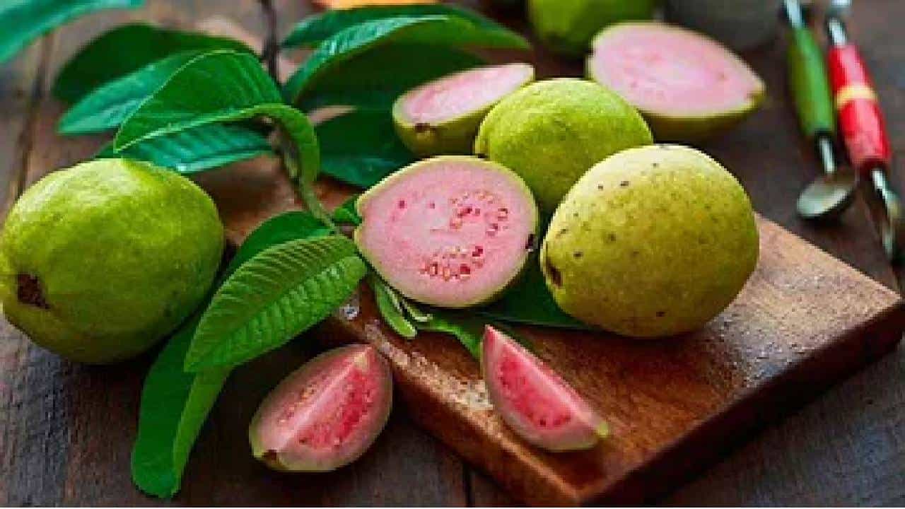 Guava Benefits: ಚಳಿಗಾಲದಲ್ಲಿ ನೀವು ಪೇರಲೆ ಹಣ್ಣನ್ನು ಏಕೆ ತಿನ್ನಬೇಕು? 5 ಕಾರಣಗಳು ಇಲ್ಲಿವೆ Guava Benefits: ಚಳಿಗಾಲದಲ್ಲಿ ನೀವು ಪೇರಲೆ ಹಣ್ಣನ್ನು ಏಕೆ ತಿನ್ನಬೇಕು? 5 ಕಾರಣಗಳು ಇಲ್ಲಿವೆ