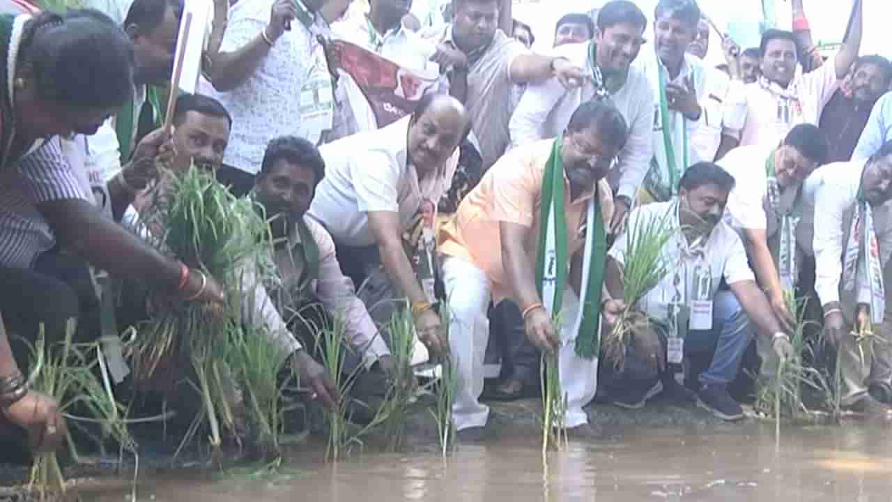 ಹೊಂಡ-ಗುಂಡಿ ರಸ್ತೆ; ಗುಂಡಿಗಳಿಗೆ ಇಳಿದು ಪೈರು ನಾಟಿ ಮಾಡಿದ ಶಾಸಕ ನಿಸರ್ಗ ನಾರಾಯಣಸ್ವಾಮಿ