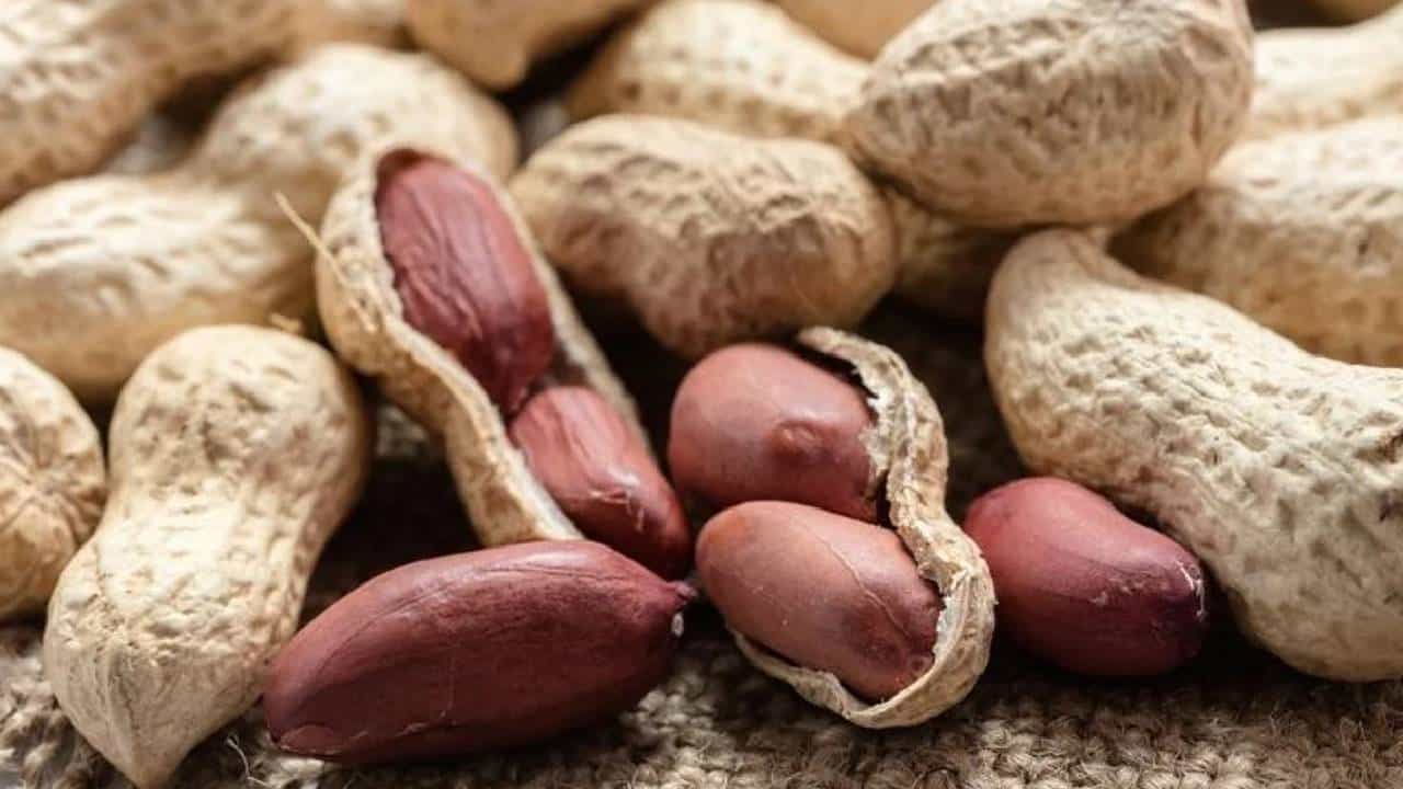 Peanuts Side Effects: ಈ 3 ಕಾಯಿಲೆ ಇರುವವರು ಕಡಲೆಕಾಯಿಯನ್ನು ತಿನ್ನಲೇಬೇಡಿ, ಇದು ವಿಷದಂತೆ ಕೆಲಸ ಮಾಡುತ್ತೆ Peanuts Side Effects: ಈ 3 ಕಾಯಿಲೆ ಇರುವವರು ಕಡಲೆಕಾಯಿಯನ್ನು ತಿನ್ನಲೇಬೇಡಿ, ಇದು ವಿಷದಂತೆ ಕೆಲಸ ಮಾಡುತ್ತೆ