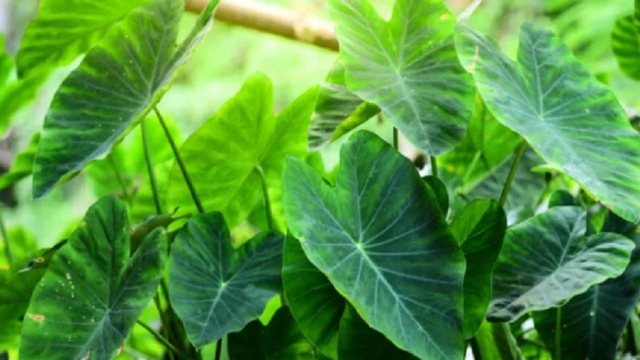 Taro Leaves Benefits: ರಕ್ತಹೀನತೆಯಿಂದ ಕಣ್ಣಿನ ಸಮಸ್ಯೆ ಶಮನದವರೆಗೆ ಕೆಸವಿನ ಎಲೆ ಸೇವನೆಯಿಂದ ಆರೋಗ್ಯಕ್ಕಾಗುವ ಪ್ರಯೋಜನಗಳ ತಿಳಿಯಿರಿ