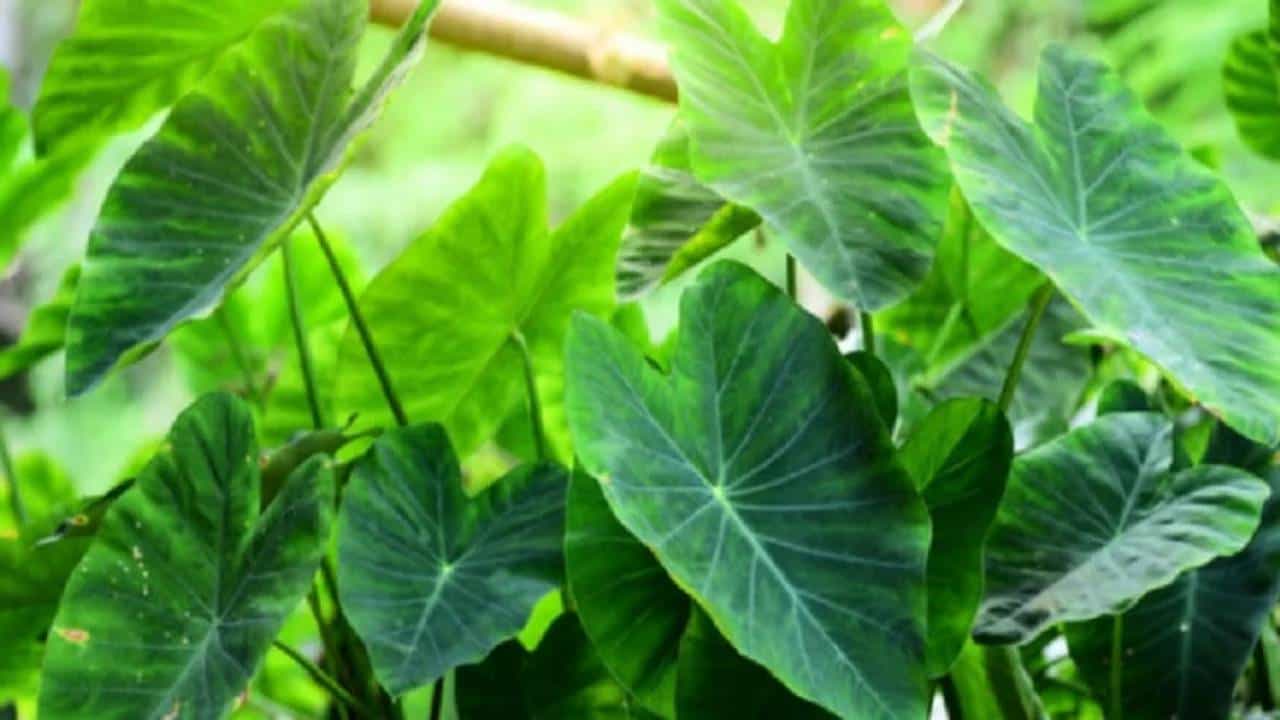 Taro Leaves Benefits: ರಕ್ತಹೀನತೆಯಿಂದ ಕಣ್ಣಿನ ಸಮಸ್ಯೆ ಶಮನದವರೆಗೆ ಕೆಸವಿನ ಎಲೆ ಸೇವನೆಯಿಂದ ಆರೋಗ್ಯಕ್ಕಾಗುವ ಪ್ರಯೋಜನಗಳ ತಿಳಿಯಿರಿ Taro Leaves Benefits: ರಕ್ತಹೀನತೆಯಿಂದ ಕಣ್ಣಿನ ಸಮಸ್ಯೆ ಶಮನದವರೆಗೆ ಕೆಸವಿನ ಎಲೆ ಸೇವನೆಯಿಂದ ಆರೋಗ್ಯಕ್ಕಾಗುವ ಪ್ರಯೋಜನಗಳ ತಿಳಿಯಿರಿ