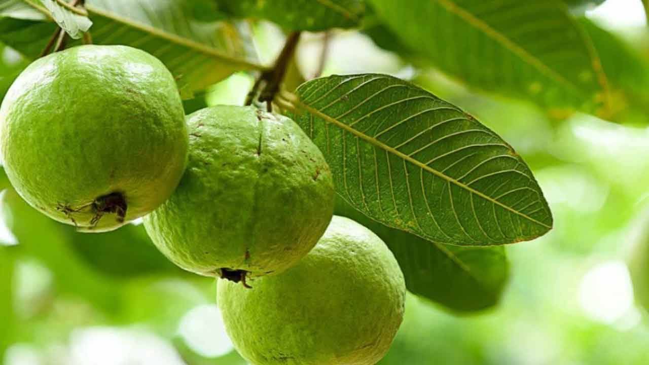 Guava Leaf Benefits: ಪೇರಲೆ ಎಲೆಗಳಲ್ಲಿ ಈ ರೋಗಗಳನ್ನು ವಾಸಿಮಾಡುವ ಶಕ್ತಿ ಇದೆ ಗೊತ್ತೇ?