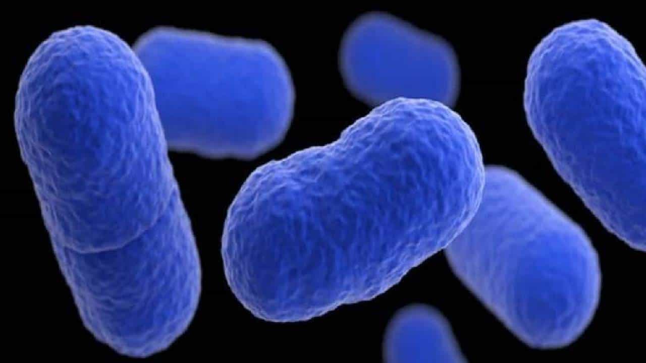 Listeria Infection: ಅಮೆರಿಕದಲ್ಲಿ ಲಿಸ್ಟೇರಿಯಾ ಎಂಬ ಸೋಂಕು ಪತ್ತೆ, ಇದು ಮಾರಣಾಂತಿಕವೇ? ಯಾರಿಗೆ ಹೆಚ್ಚು ಅಪಾಯ? Listeria Infection: ಅಮೆರಿಕದಲ್ಲಿ ಲಿಸ್ಟೇರಿಯಾ ಎಂಬ ಸೋಂಕು ಪತ್ತೆ, ಇದು ಮಾರಣಾಂತಿಕವೇ? ಯಾರಿಗೆ ಹೆಚ್ಚು ಅಪಾಯ?