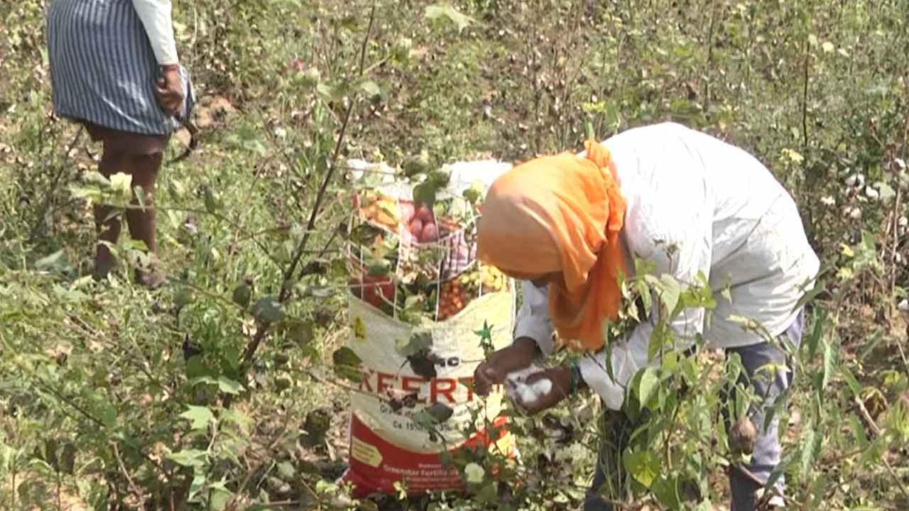 ಯಾದಗಿರಿ: ಸ್ಕೂಲ್​ಗೆ ಚಕ್ಕರ್ ಹೊಡೆದು ಕೂಲಿಗೆ ಹಾಜರಾಗುತ್ತಿರುವ ಮಕ್ಕಳು