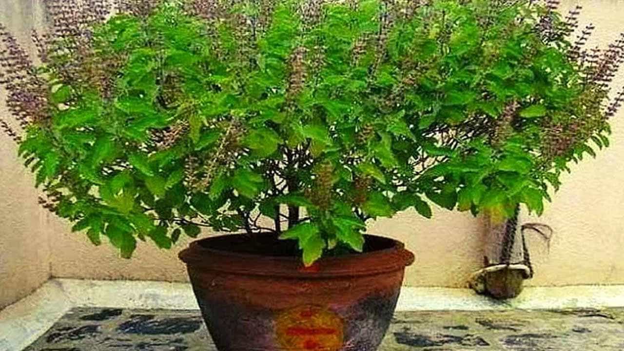 Tulsi: ತುಳಸಿ ಸೇವನೆ ಬಗ್ಗೆ ಎಚ್ಚರವಿರಲಿ ಪ್ರಯೋಜನದ ಬದಲು ಹಾನಿ ಉಂಟಾಗಬಹುದು Tulsi: ತುಳಸಿ ಸೇವನೆ ಬಗ್ಗೆ ಎಚ್ಚರವಿರಲಿ ಪ್ರಯೋಜನದ ಬದಲು ಹಾನಿ ಉಂಟಾಗಬಹುದು