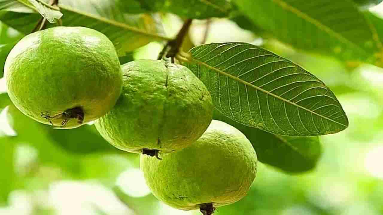 Guava Benefits: ಪೇರಳೆ ಹಣ್ಣು ಆರೋಗ್ಯದ ಜತೆಗೆ ಸೌಂದರ್ಯವನ್ನೂ ಕಾಪಾಡುತ್ತೆ ಹೇಗೆ ತಿಳಿಯಿರಿ