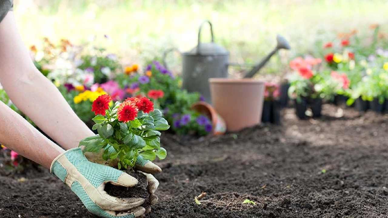 Flower Gardening: ಚಳಿಗಾಲದಲ್ಲಿ ಮನೆಯಂಗಳದ ಹೂದೋಟವನ್ನು ಹೂವುಗಳಿಂದ ತುಂಬಿಸಲು ಈ 4 ಸುಲಭ ಮಾರ್ಗಗಳನ್ನು ಪ್ರಯತ್ನಿಸಿ