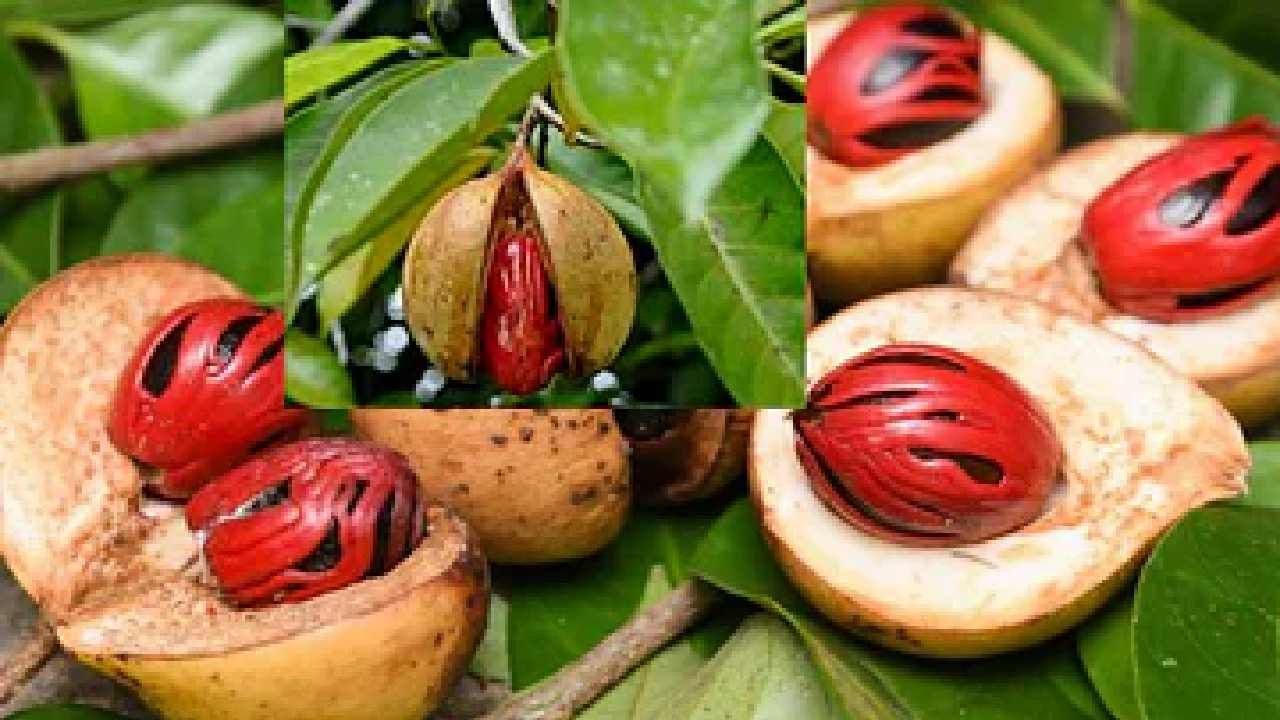 Nutmeg: ಅದ್ಭುತ ಆರೋಗ್ಯ ಪ್ರಯೋಜನಗಳಿರುವ ಜಾಯಿಕಾಯಿಯನ್ನು ನಿತ್ಯ ನಿಮ್ಮ ಆಹಾರದಲ್ಲಿ ಬಳಸುವುದು ಹೇಗೆ? Nutmeg: ಅದ್ಭುತ ಆರೋಗ್ಯ ಪ್ರಯೋಜನಗಳಿರುವ ಜಾಯಿಕಾಯಿಯನ್ನು ನಿತ್ಯ ನಿಮ್ಮ ಆಹಾರದಲ್ಲಿ ಬಳಸುವುದು ಹೇಗೆ?