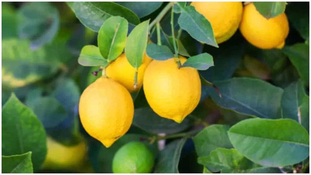 Lemon Leaves Water: ನಿಂಬೆ ಎಲೆ ನೀರನ್ನು ಸೇವಿಸಿ ಈ ಆರೋಗ್ಯ ಸಮಸ್ಯೆಗಳಿಂದ ದೂರವಿರಿ Lemon Leaves Water: ನಿಂಬೆ ಎಲೆ ನೀರನ್ನು ಸೇವಿಸಿ ಈ ಆರೋಗ್ಯ ಸಮಸ್ಯೆಗಳಿಂದ ದೂರವಿರಿ