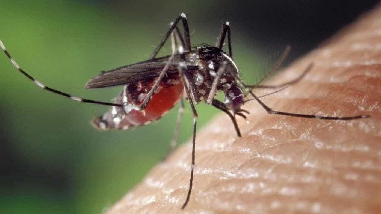 Tiger Mosquito: ಸೊಳ್ಳೆಯಿಂದ ಕಚ್ಚಿಸಿಕೊಂಡ ಬಳಿಕ 30 ಬಾರಿ ಆಪರೇಷನ್ ಮಾಡಿದರೂ ಕೋಮಾಗೆ ಜಾರಿದ ವ್ಯಕ್ತಿ Tiger Mosquito: ಸೊಳ್ಳೆಯಿಂದ ಕಚ್ಚಿಸಿಕೊಂಡ ಬಳಿಕ 30 ಬಾರಿ ಆಪರೇಷನ್ ಮಾಡಿದರೂ ಕೋಮಾಗೆ ಜಾರಿದ ವ್ಯಕ್ತಿ