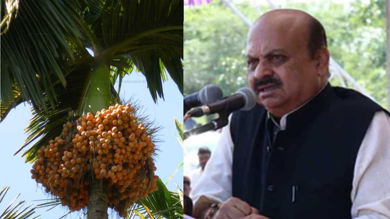ಅಡಿಕೆ ಬೆಳೆ ಹಾನಿ ತಡೆಗೆ 10 ಕೋಟಿ ಬಿಡುಗಡೆ; ಅಡಿಕೆ ಬೆಳೆಗಾರರೊಂದಿಗೆ ಸರ್ಕಾರ ಇದೆ ಎಂದ ಸಿಎಂ ಬೊಮ್ಮಾಯಿ ಅಡಿಕೆ ಬೆಳೆ ಹಾನಿ ತಡೆಗೆ 10 ಕೋಟಿ ಬಿಡುಗಡೆ; ಅಡಿಕೆ ಬೆಳೆಗಾರರೊಂದಿಗೆ ಸರ್ಕಾರ ಇದೆ ಎಂದ ಸಿಎಂ ಬೊಮ್ಮಾಯಿ