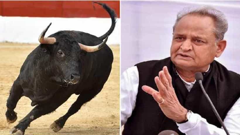 ಗುಜರಾತ್ನಲ್ಲಿ ಕಾಂಗ್ರೆಸ್ ಚುನಾವಣಾ ರ್ಯಾಲಿ ವೇಳೆ ನುಗ್ಗಿದ ಗೂಳಿ; ಬಿಜೆಪಿಯದ್ದೇ ಕೈವಾಡ ಎಂದ ಗೆಹ್ಲೋಟ್