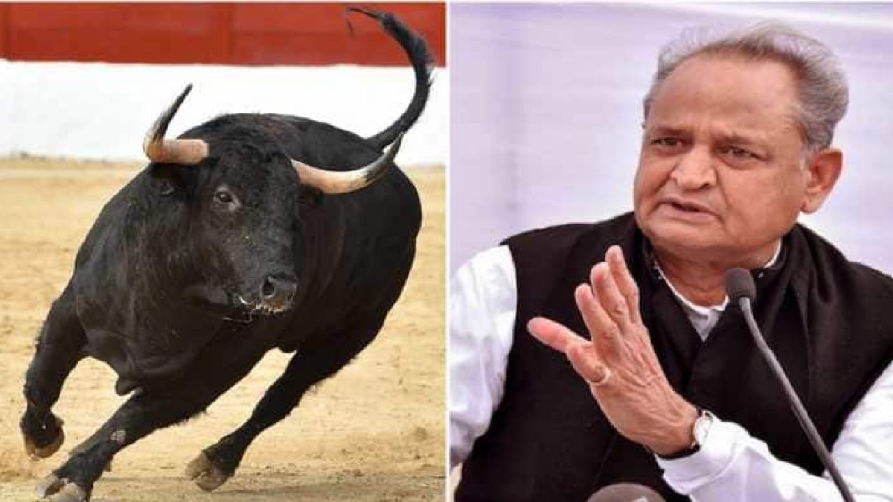ಗುಜರಾತ್ನಲ್ಲಿ ಕಾಂಗ್ರೆಸ್ ಚುನಾವಣಾ ರ್ಯಾಲಿ ವೇಳೆ ನುಗ್ಗಿದ ಗೂಳಿ; ಬಿಜೆಪಿಯದ್ದೇ ಕೈವಾಡ ಎಂದ ಗೆಹ್ಲೋಟ್ ಗುಜರಾತ್ನಲ್ಲಿ ಕಾಂಗ್ರೆಸ್ ಚುನಾವಣಾ ರ್ಯಾಲಿ ವೇಳೆ ನುಗ್ಗಿದ ಗೂಳಿ; ಬಿಜೆಪಿಯದ್ದೇ ಕೈವಾಡ ಎಂದ ಗೆಹ್ಲೋಟ್