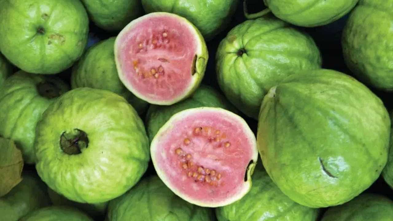 Guava Side Effects: ಈ ಆರೋಗ್ಯ ಸಮಸ್ಯೆ ಇರುವವರು ಪೇರಲೆ ಹಣ್ಣನ್ನು ತಿನ್ನಬೇಡಿ, ಆರೋಗ್ಯದ ಮೇಲೆ ಪರಿಣಾಮ ಬೀರಬಹುದು Guava Side Effects: ಈ ಆರೋಗ್ಯ ಸಮಸ್ಯೆ ಇರುವವರು ಪೇರಲೆ ಹಣ್ಣನ್ನು ತಿನ್ನಬೇಡಿ, ಆರೋಗ್ಯದ ಮೇಲೆ ಪರಿಣಾಮ ಬೀರಬಹುದು