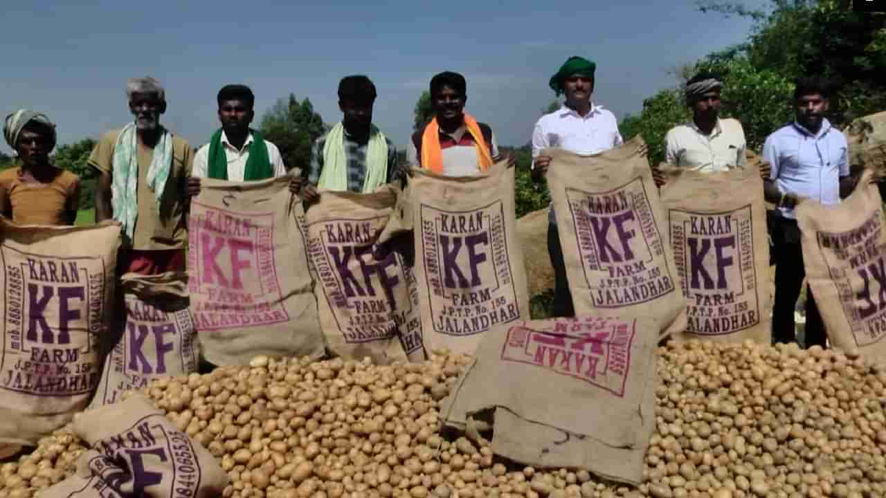 ಕೋಲಾರ: ಕೈಕೊಟ್ಟ ಆಲೂಗಡ್ಡೆ ಬೆಳೆ, ಪರದಾಡುತ್ತಿರುವ ರೈತರು