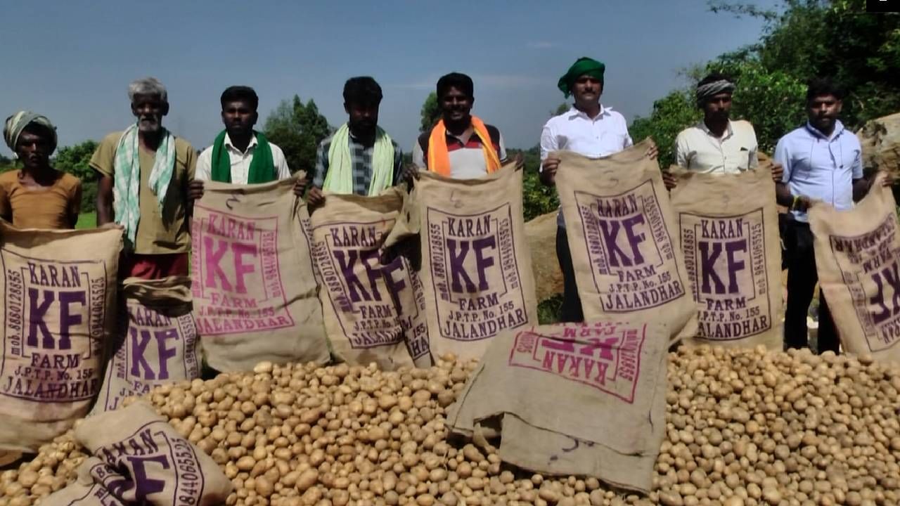 ಕೋಲಾರ: ಕೈಕೊಟ್ಟ ಆಲೂಗಡ್ಡೆ ಬೆಳೆ, ಪರದಾಡುತ್ತಿರುವ ರೈತರು