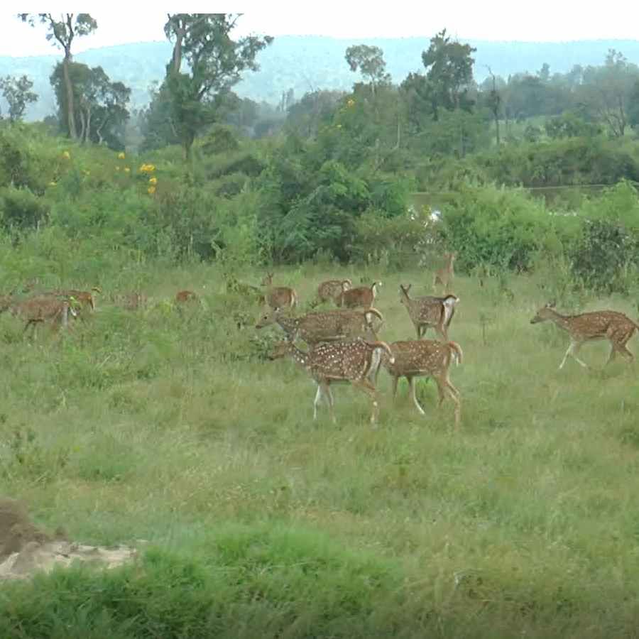 Bandipur Tiger Reserve no.1 for the Karnataka state Expected to get the second position in country Chamarajanagar news in kannada
