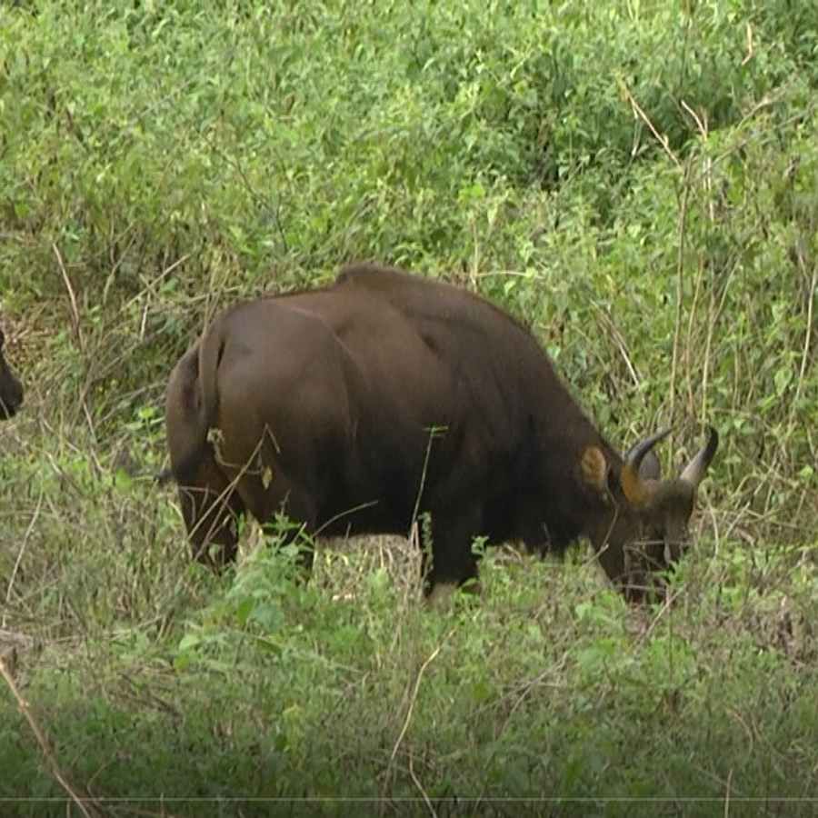 Bandipur Tiger Reserve no.1 for the Karnataka state Expected to get the second position in country Chamarajanagar news in kannada
