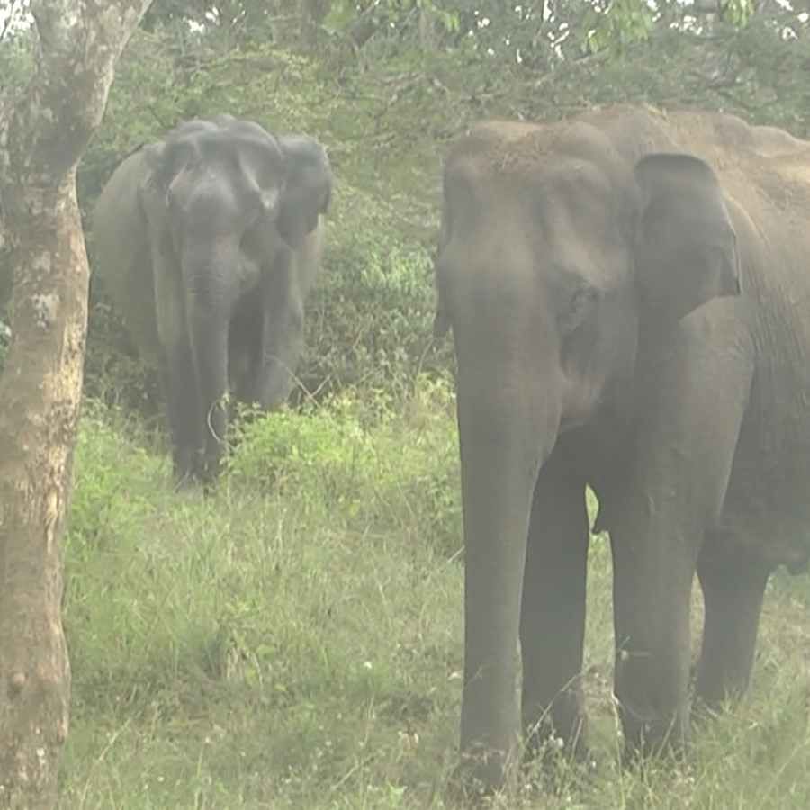 Bandipur Tiger Reserve no.1 for the Karnataka state Expected to get the second position in country Chamarajanagar news in kannada
