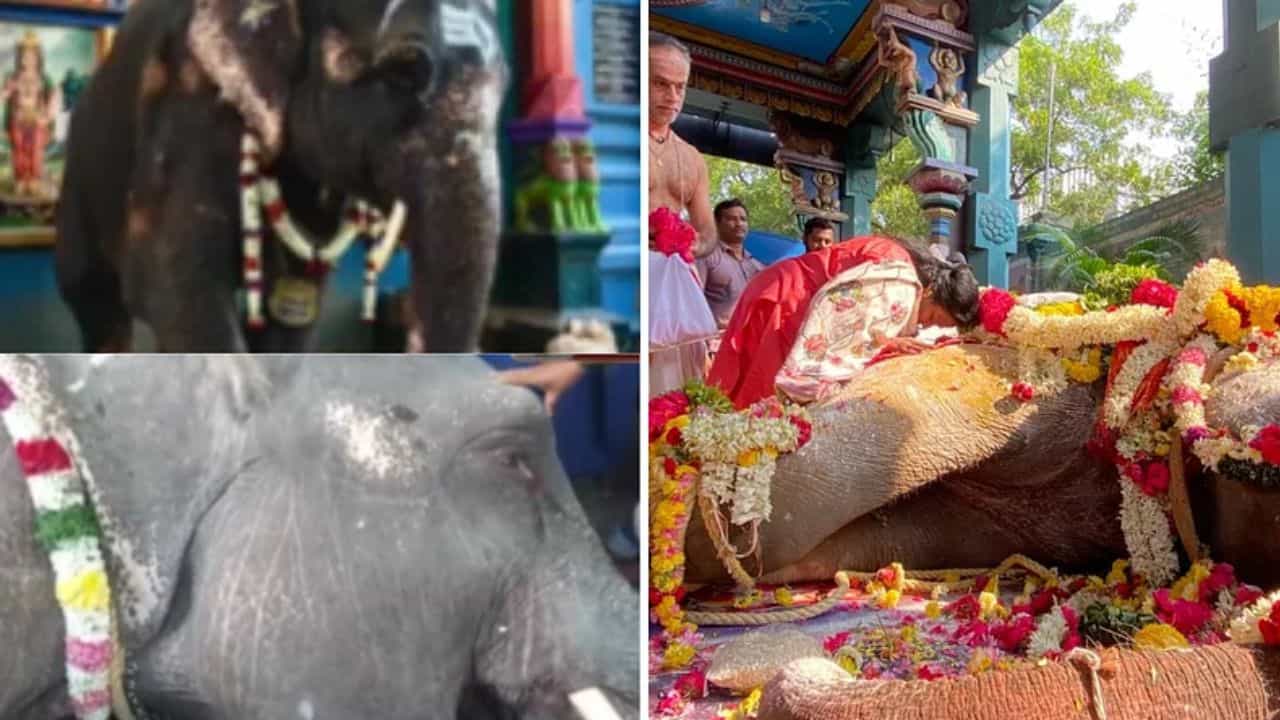 Puducherry: ಪುದುಚೇರಿಯ ಪ್ರಸಿದ್ಧ ಮನಕುಲ ವಿನಾಯಕ ದೇವಾಲಯದ ಲಕ್ಷ್ಮೀ ಆನೆ ಹೃದಯಾಘಾತದಿಂದ ಸಾವು Puducherry: ಪುದುಚೇರಿಯ ಪ್ರಸಿದ್ಧ ಮನಕುಲ ವಿನಾಯಕ ದೇವಾಲಯದ ಲಕ್ಷ್ಮೀ ಆನೆ ಹೃದಯಾಘಾತದಿಂದ ಸಾವು