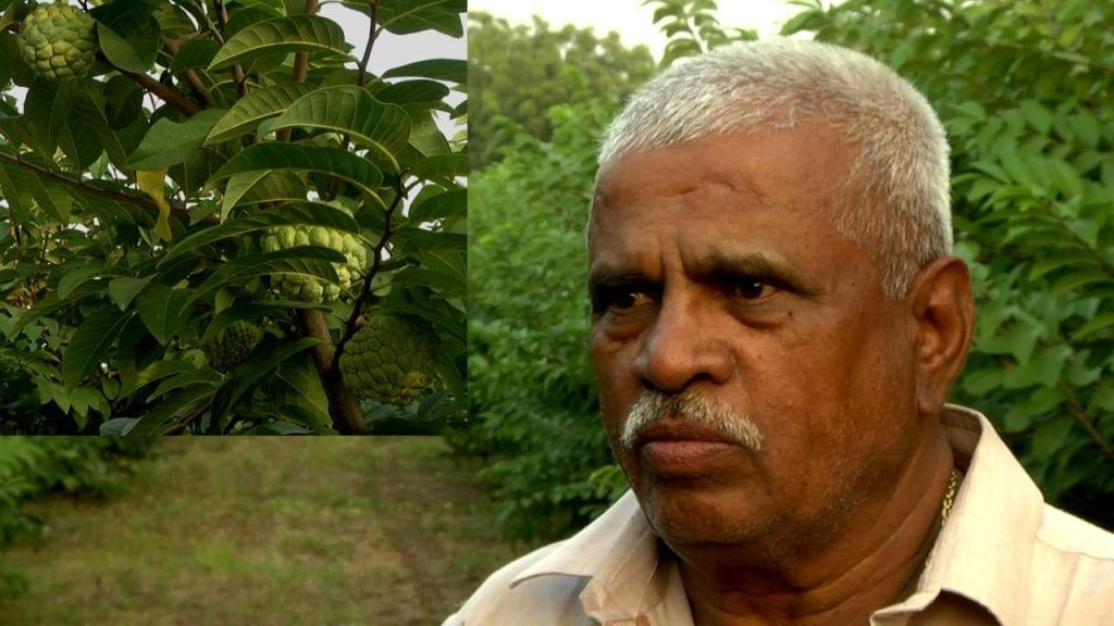 Vijayapura Retired Teacher grow Custard Apple