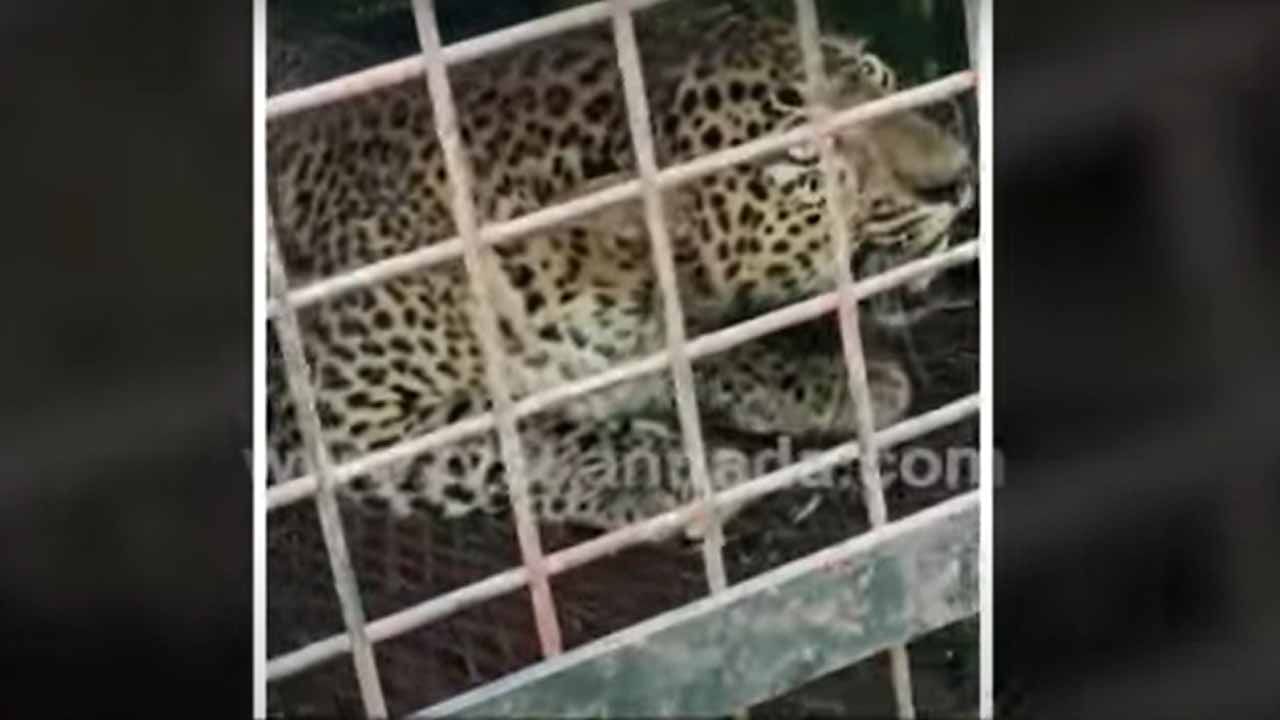 ರಾಮನಗರದ ಮಾಗಡಿ ಸುತ್ತಮುತ್ತಲಿನ ಗ್ರಾಮಸ್ಥರನ್ನು ಒಂದೇ ಸಮ ಕಾಡುತ್ತಿದ್ದ ಚಿರತೆ ಬಿತ್ತು ಬೋನಿಗೆ! ರಾಮನಗರದ ಮಾಗಡಿ ಸುತ್ತಮುತ್ತಲಿನ ಗ್ರಾಮಸ್ಥರನ್ನು ಒಂದೇ ಸಮ ಕಾಡುತ್ತಿದ್ದ ಚಿರತೆ ಬಿತ್ತು ಬೋನಿಗೆ!