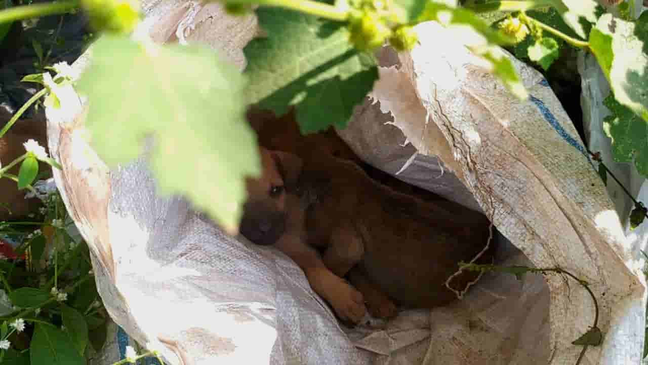 ರಸ್ತೆ ಬದಿ ಕಸವನ್ನೂ ಎಸೆಯುತಾರೆ, ನಾಯಿ ಮರಿಗಳನ್ನೂ ಗೋಣಿ ಚೀಲದಲ್ಲಿ ತುಂಬಿಸಿ ಎಸೆದು ಹೋಗ್ತಾರೆ ಕಟಪಾಡಿಯಲ್ಲಿ!