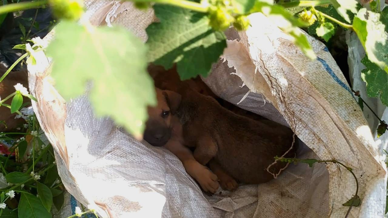 ರಸ್ತೆ ಬದಿ ಕಸವನ್ನೂ ಎಸೆಯುತಾರೆ, ನಾಯಿ ಮರಿಗಳನ್ನೂ ಗೋಣಿ ಚೀಲದಲ್ಲಿ ತುಂಬಿಸಿ ಎಸೆದು ಹೋಗ್ತಾರೆ ಕಟಪಾಡಿಯಲ್ಲಿ! ರಸ್ತೆ ಬದಿ ಕಸವನ್ನೂ ಎಸೆಯುತಾರೆ, ನಾಯಿ ಮರಿಗಳನ್ನೂ ಗೋಣಿ ಚೀಲದಲ್ಲಿ ತುಂಬಿಸಿ ಎಸೆದು ಹೋಗ್ತಾರೆ ಕಟಪಾಡಿಯಲ್ಲಿ!