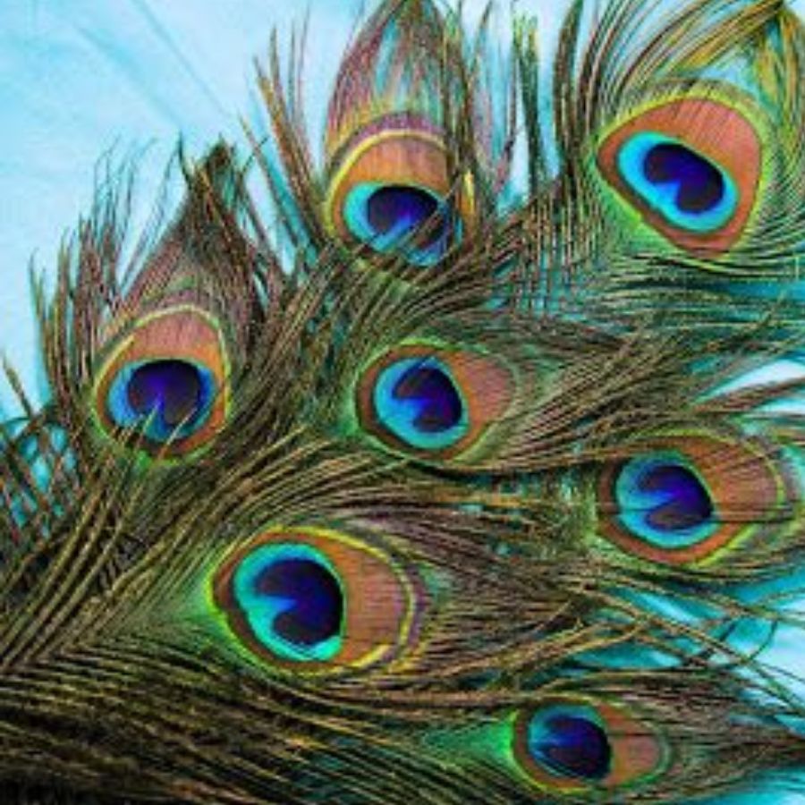 peacock feather