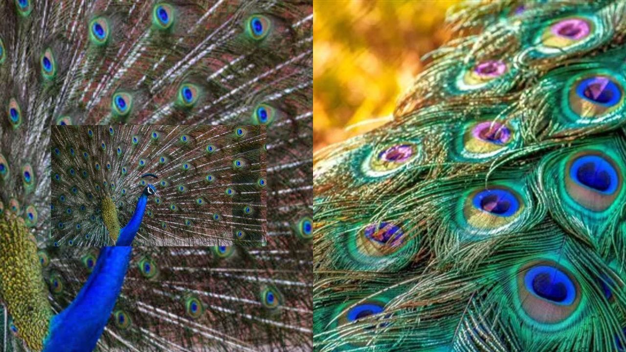 peacock feather TV9 Kannada