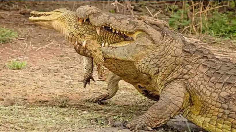 ಎಂಥ ಕ್ರೂರ! ಮರಿಮೊಸಳೆಯನ್ನೇ ನುಂಗಿದ ಹಿರಿಮೊಸಳೆಯ ವಿಡಿಯೋ ವೈರಲ್