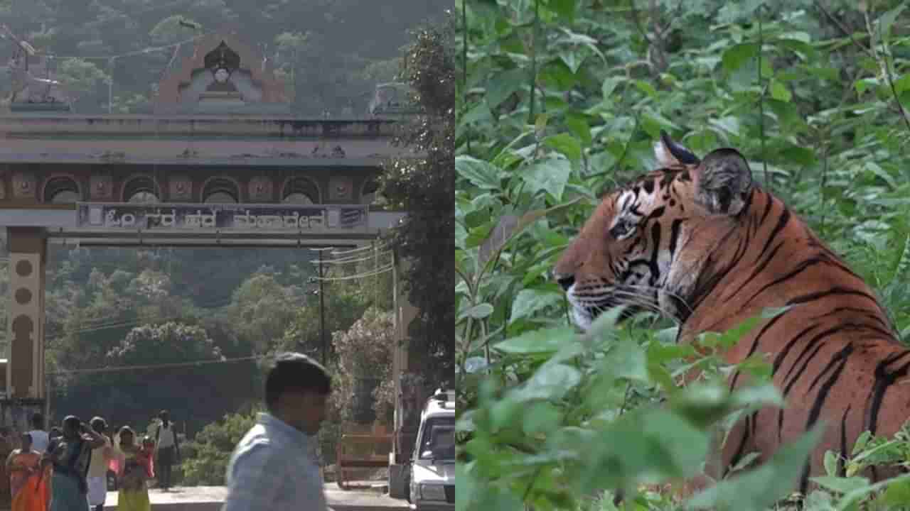 ಸ್ಥಳೀಯರು, ಶಾಸಕರ ವಿರೋಧದ ನಡುವೆ ಮಲೈಮಹದೇಶ್ವರ ವನ್ಯಜೀವಿಧಾಮ ಹುಲಿರಕ್ಷಿತಾರಣ್ಯವಾಗಿ ಪರಿವರ್ತನೆ