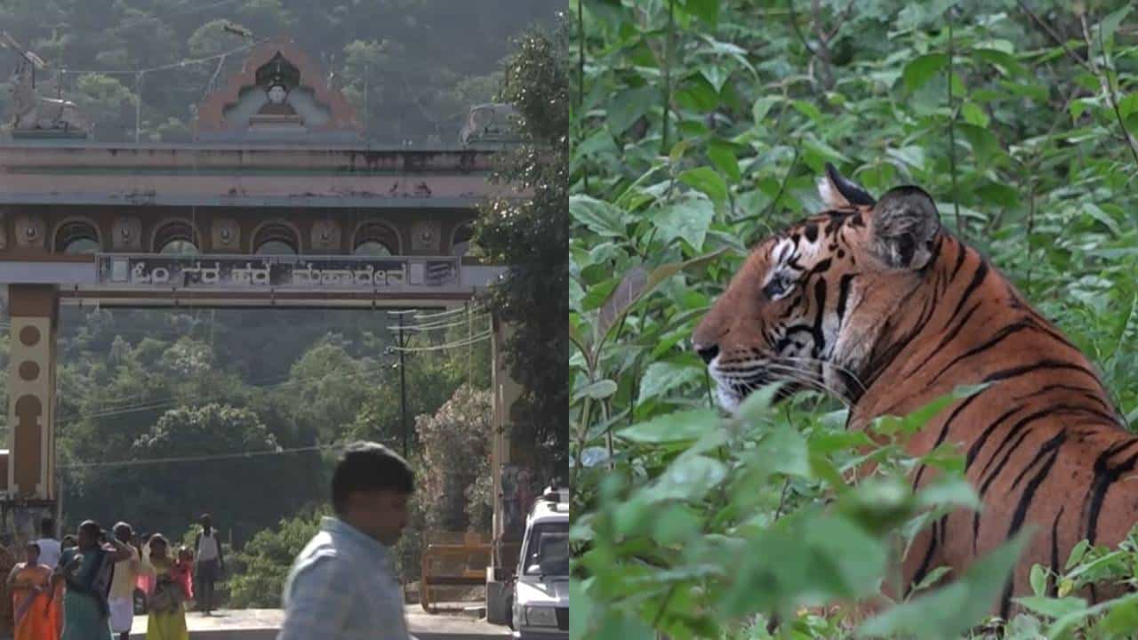 ಸ್ಥಳೀಯರು, ಶಾಸಕರ ವಿರೋಧದ ನಡುವೆ ಮಲೈಮಹದೇಶ್ವರ ವನ್ಯಜೀವಿಧಾಮ ಹುಲಿರಕ್ಷಿತಾರಣ್ಯವಾಗಿ ಪರಿವರ್ತನೆ ಸ್ಥಳೀಯರು, ಶಾಸಕರ ವಿರೋಧದ ನಡುವೆ ಮಲೈಮಹದೇಶ್ವರ ವನ್ಯಜೀವಿಧಾಮ ಹುಲಿರಕ್ಷಿತಾರಣ್ಯವಾಗಿ ಪರಿವರ್ತನೆ