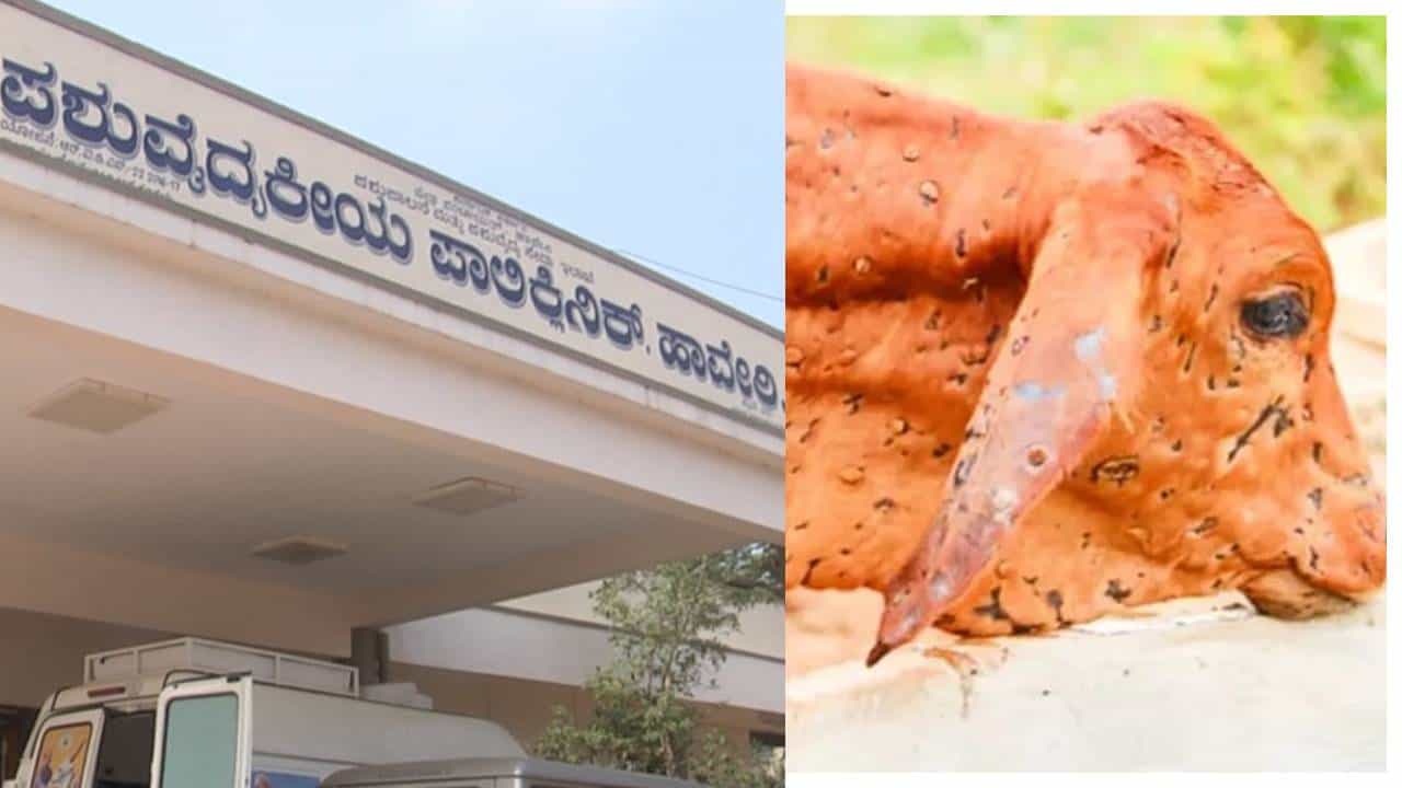 ಹಾವೇರಿಯಲ್ಲಿ ಜಾನುವಾರುಗಳಿಗೆ ಚರ್ಮ ಗಂಟು ರೋಗ: ಅಂಬ್ಯುಲೆನ್ಸ್ ಬಂದಿದ್ದು ಬಿಟ್ಟರೆ ರೋಗಗ್ರಸ್ತ ಜಾನುವಾರುಗಳಿಗೆ ಚಿಕಿತ್ಸೆ ನೀಡಿಲ್ಲ ಹಾವೇರಿಯಲ್ಲಿ ಜಾನುವಾರುಗಳಿಗೆ ಚರ್ಮ ಗಂಟು ರೋಗ: ಅಂಬ್ಯುಲೆನ್ಸ್ ಬಂದಿದ್ದು ಬಿಟ್ಟರೆ ರೋಗಗ್ರಸ್ತ ಜಾನುವಾರುಗಳಿಗೆ ಚಿಕಿತ್ಸೆ ನೀಡಿಲ್ಲ