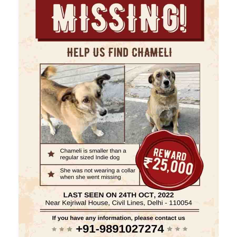 Dog Chameli Missing Owner pitching Rs 25000 Reward In Desperate Attempt To Find Her