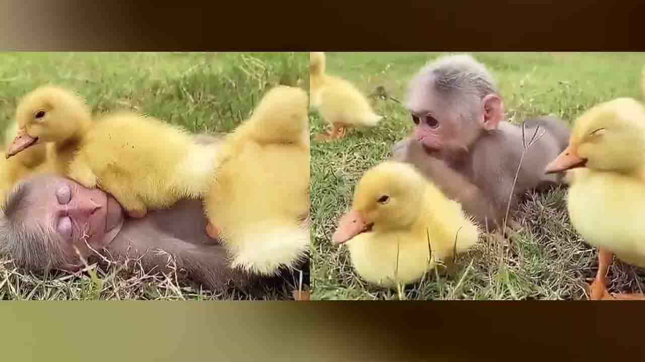 ಕೋತಿಯಮ್ಮನೊಂದಿಗೆ ಮರಿಬಾತುಕೋಳಿಗಳು; ಮಕ್ಕಳ ದಿನಾಚರಣೆಗೆ ವಿಶೇಷ ವಿಡಿಯೋ ಕೋತಿಯಮ್ಮನೊಂದಿಗೆ ಮರಿಬಾತುಕೋಳಿಗಳು; ಮಕ್ಕಳ ದಿನಾಚರಣೆಗೆ ವಿಶೇಷ ವಿಡಿಯೋ