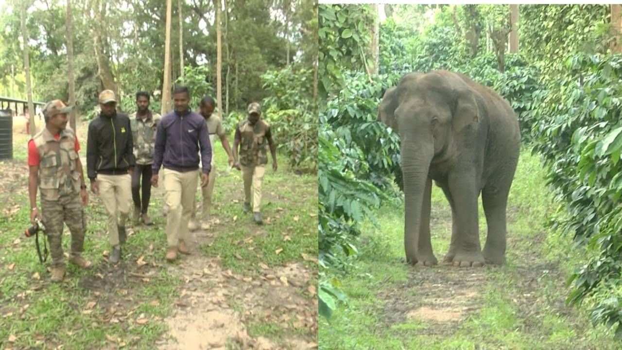 ಹಾಸನ: ಆನೆ ಟಾಸ್ಕ್​ ಫೋರ್ಸ್​ ತಂಡಕ್ಕೆ ಕೂಡಲೇ ಅಧಿಕಾರಿಗಳ ನೇಮಕ; ಆದೇಶ ಹೊರಡಿಸಿದ ಸರ್ಕಾರ