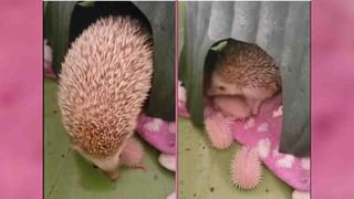 ಆಟಿಕೆಗಾಡಿ ತಗೊಂಡು ಹೋದಂಗೆ ಹೋಗ್ತಿಲ್ವಾ ಈ ಡ್ರೈವರ್?
