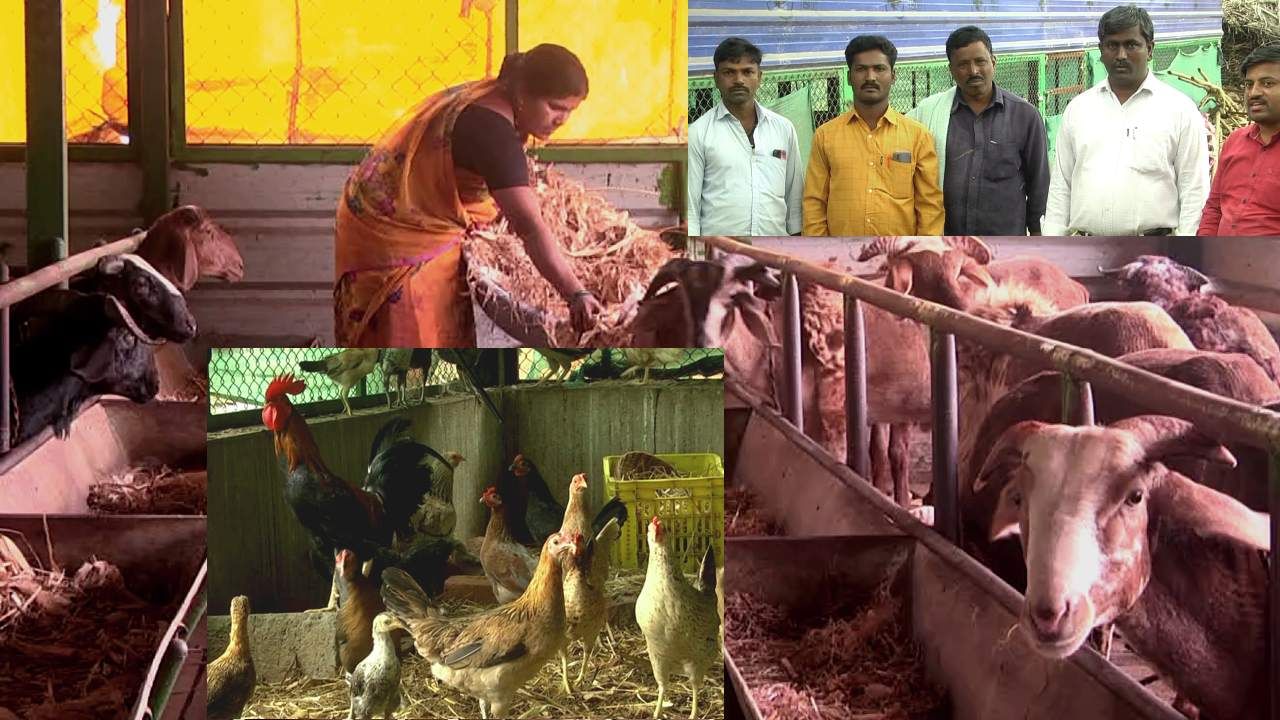 Sheep Rearing: ಹಾವೇರಿ -ಕುರಿ ಸಾಕಿ ಜೀವನೋಪಾಯ ಕಟ್ಟಿಕೊಂಡ ದಂಪತಿ, ಜೀವನದಲ್ಲಿ ಹಿಂದಿರುಗಿ ನೋಡಿಲ್ಲ! Sheep Rearing: ಹಾವೇರಿ -ಕುರಿ ಸಾಕಿ ಜೀವನೋಪಾಯ ಕಟ್ಟಿಕೊಂಡ ದಂಪತಿ, ಜೀವನದಲ್ಲಿ ಹಿಂದಿರುಗಿ ನೋಡಿಲ್ಲ!