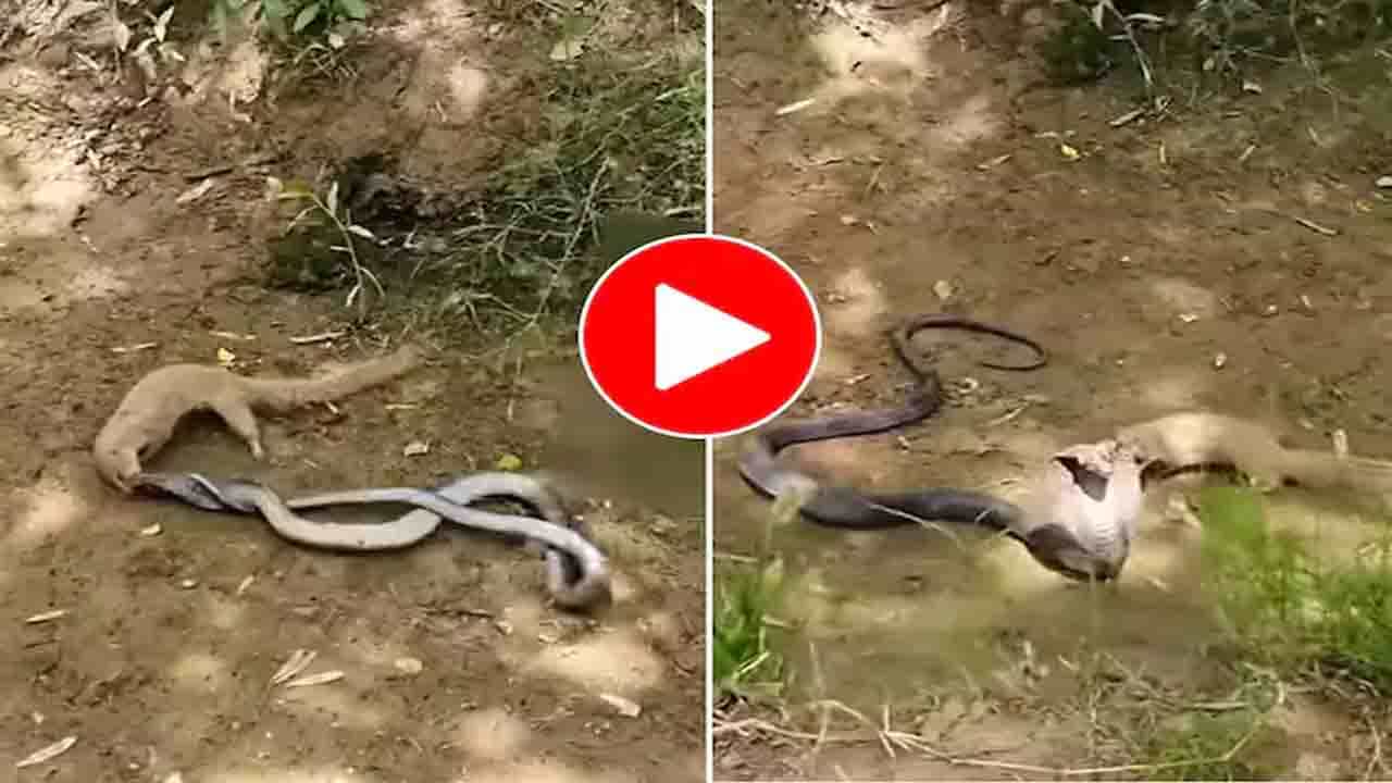 ಮುಂಗುಸಿ ನೋಡಿತು ಕರಿನಾಗರವ, ಕಾಳಗ ನಡೆಯಿತು ರೋಷದಲಿ ಮುಂಗುಸಿ ನೋಡಿತು ಕರಿನಾಗರವ, ಕಾಳಗ ನಡೆಯಿತು ರೋಷದಲಿ