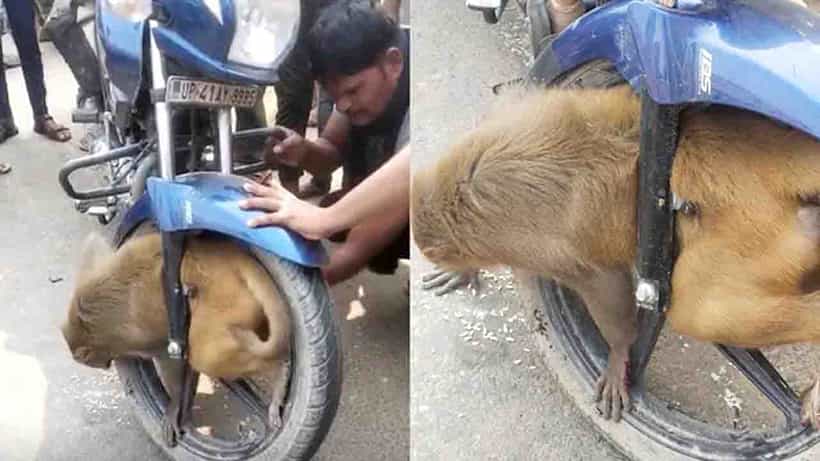 ಬೈಕ್ ಚಕ್ರದೊಳಗೆ ಸಿಲುಕಿಕೊಂಡ ಕೋತಿ; ರಕ್ಷಿಸಿದ ಉತ್ತರ ಪ್ರದೇಶದ ಸ್ಥಳೀಯರು