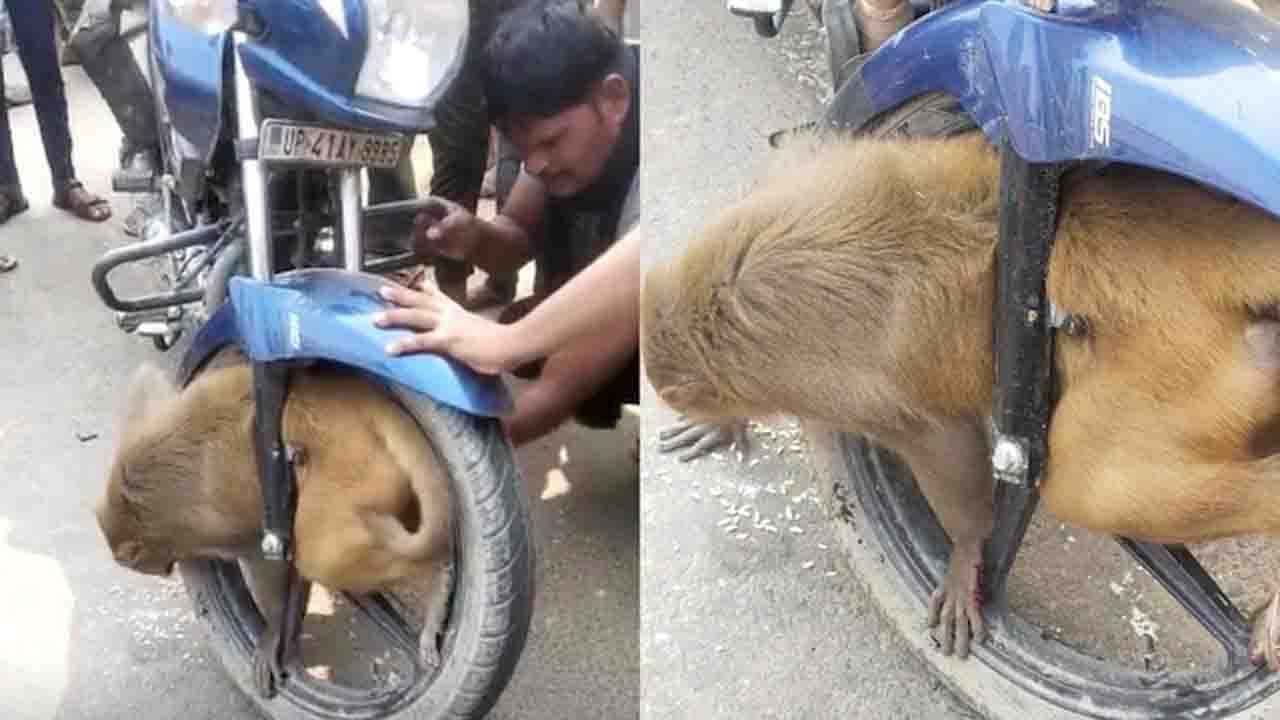 ಬೈಕ್​ ಚಕ್ರದೊಳಗೆ ಸಿಲುಕಿಕೊಂಡ ಕೋತಿ; ರಕ್ಷಿಸಿದ ಉತ್ತರ ಪ್ರದೇಶದ ಸ್ಥಳೀಯರು