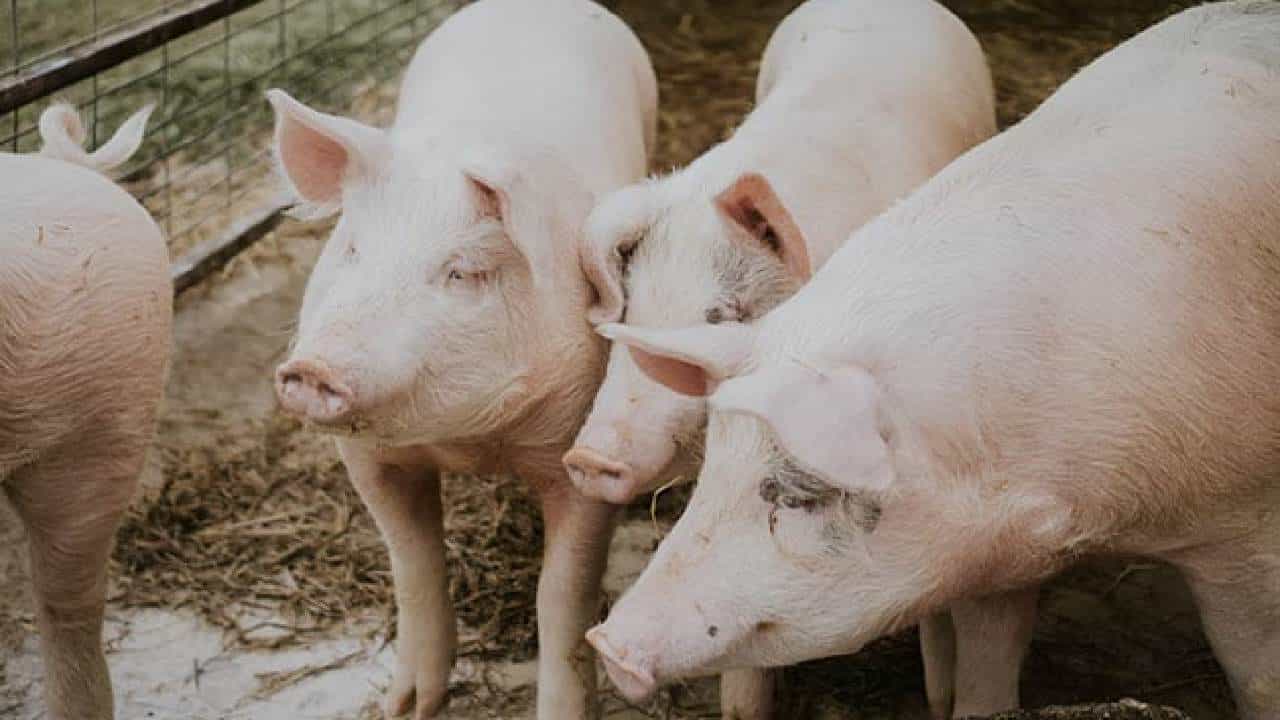 African Swine Fever: ಆಫ್ರಿಕನ್ ಹಂದಿ ಜ್ವರದಿಂದ ಮಧ್ಯಪ್ರದೇಶದಲ್ಲಿ 85 ಹಂದಿಗಳು ಸಾವು, 115ಕ್ಕೆ ಸೋಂಕು African Swine Fever: ಆಫ್ರಿಕನ್ ಹಂದಿ ಜ್ವರದಿಂದ ಮಧ್ಯಪ್ರದೇಶದಲ್ಲಿ 85 ಹಂದಿಗಳು ಸಾವು, 115ಕ್ಕೆ ಸೋಂಕು