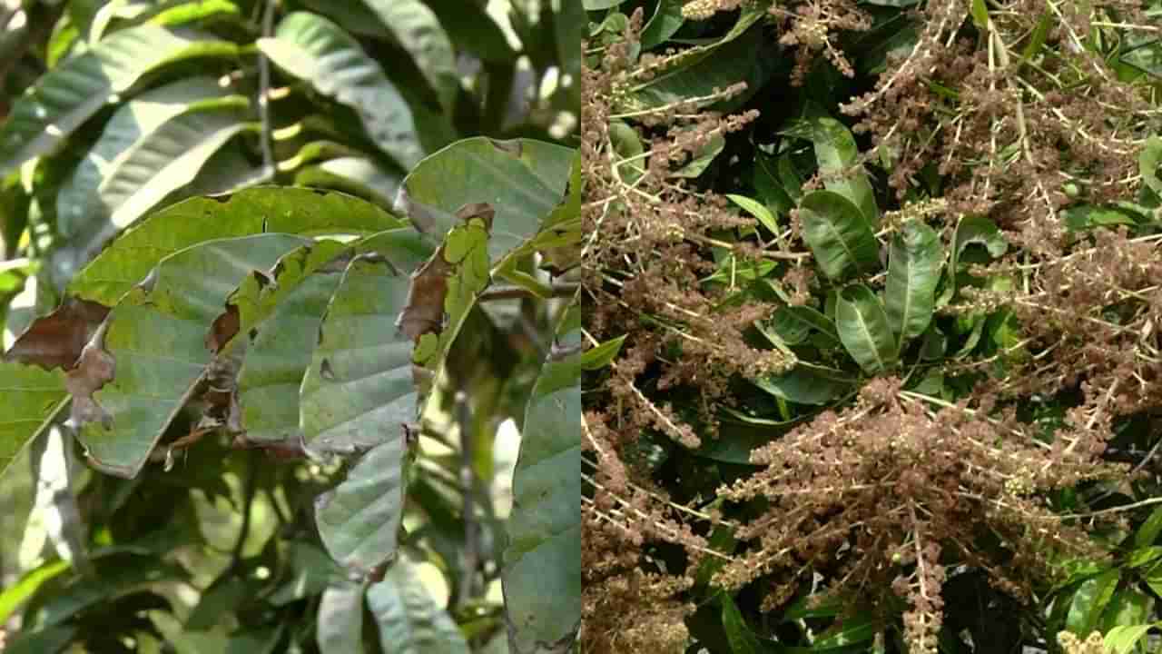 ರಾಮನಗರ: ಅಕಾಲಿಕ ಮಳೆ ಮತ್ತು ಶೀತಗಾಳಿಯಿಂದ ಕಂಗಾಲಾದ ಮಾವು ಬೆಳೆಗಾರರು, ಇಳುವರಿ ಕುಂಠಿತವಾಗುವ ಆತಂಕ