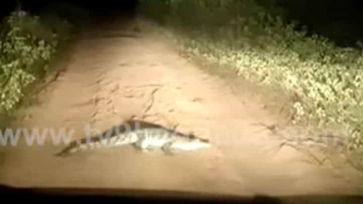 ಮೊಸಳಿಲೇ ಅದು, ಅಲ್ಲಲೇ ಪಾ! ರಾತ್ರಿ ವೇಳೆ ಮೊಸಳೆ ಪ್ರತ್ಯಕ್ಷ ಮೊಸಳಿಲೇ ಅದು, ಅಲ್ಲಲೇ ಪಾ! ರಾತ್ರಿ ವೇಳೆ ಮೊಸಳೆ ಪ್ರತ್ಯಕ್ಷ