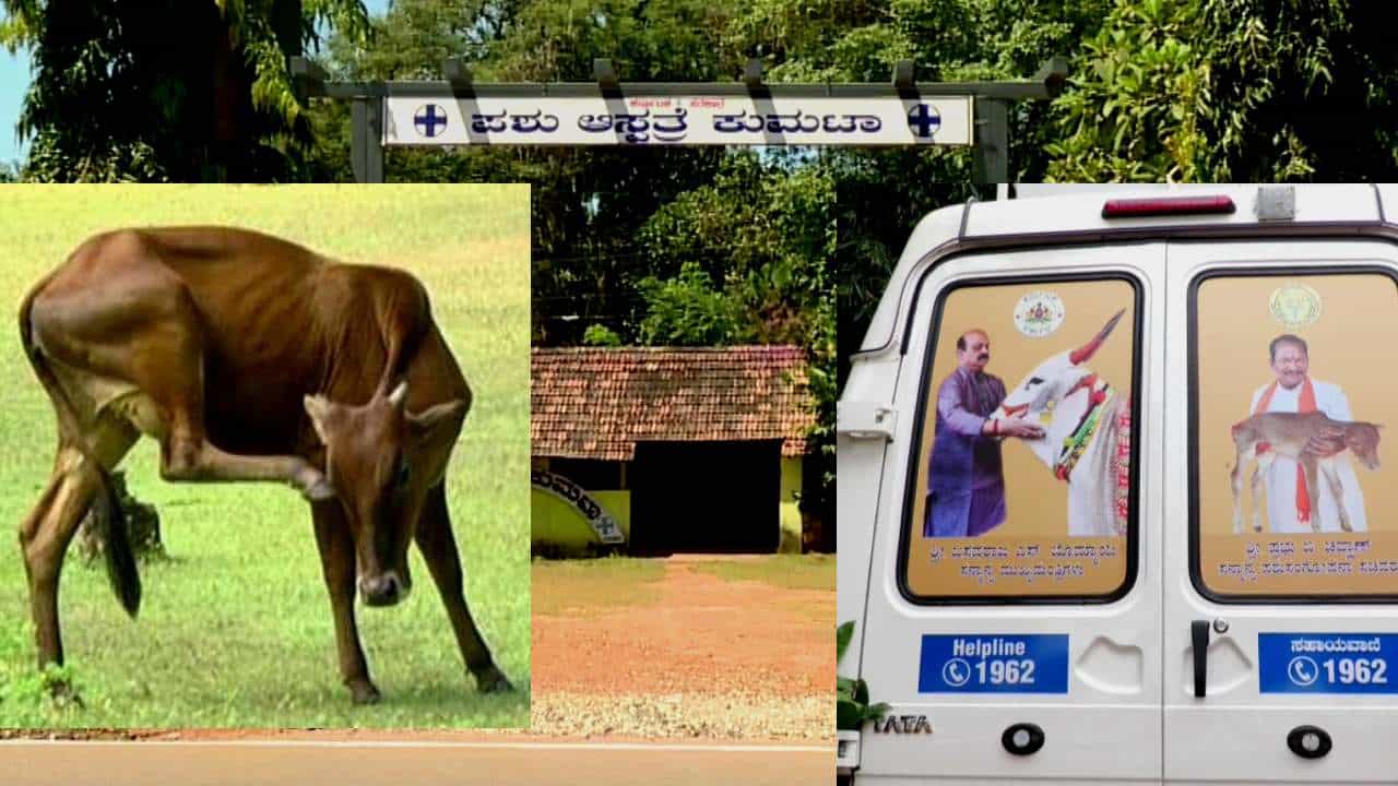 ಉತ್ತರ ಕನ್ನಡ ಜಿಲ್ಲೆಯಲ್ಲಿ ನಿಷ್ಕ್ರಿಯ ಪಶು ಇಲಾಖೆ, 13 ಸಂಚಾರಿ ಪಶು ಸಂಜೀವಿನಿ ಅಂಬ್ಯುಲೆನ್ಸ್ಗಳಿಗೆ ಸಿಬ್ಬಂದಿ ಕೊರತೆ ಉತ್ತರ ಕನ್ನಡ ಜಿಲ್ಲೆಯಲ್ಲಿ ನಿಷ್ಕ್ರಿಯ ಪಶು ಇಲಾಖೆ, 13 ಸಂಚಾರಿ ಪಶು ಸಂಜೀವಿನಿ ಅಂಬ್ಯುಲೆನ್ಸ್ಗಳಿಗೆ ಸಿಬ್ಬಂದಿ ಕೊರತೆ